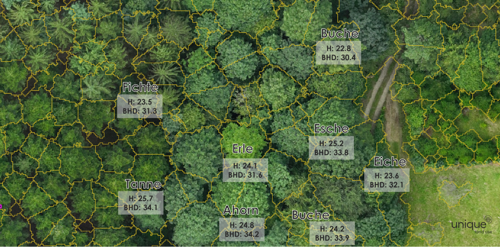 Digitale Waldinventur mit Baumarten- und Messdaten für Betriebsgutachten